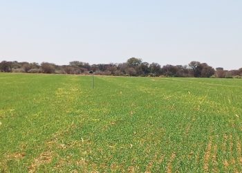 Verbeter grondgesondheid en plantproduksie met stikstof