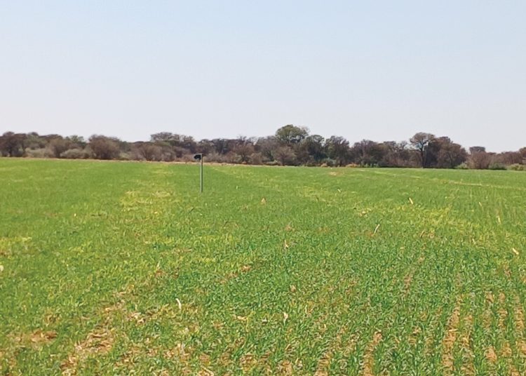 Verbeter grondgesondheid en plantproduksie met stikstof