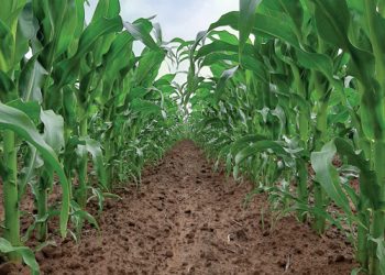 Verminder stremming in gewasgroei vir beter opbrengs