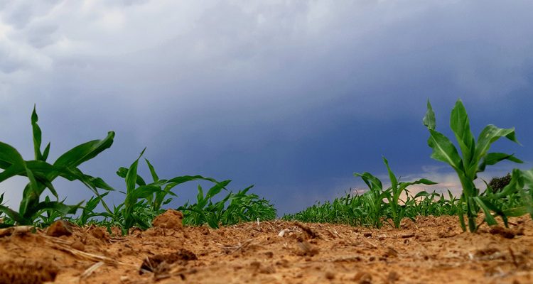 September/October 2024: Agricultural economic report