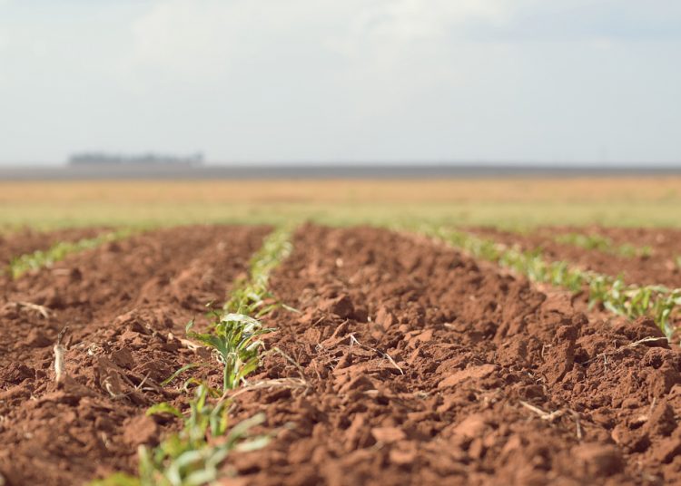 November/December 2024: Agricultural economic report