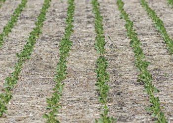 Koolstof is die sleutel tot volhoubare landbou