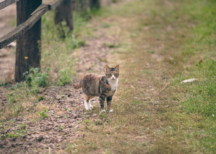 Kom haal ’n kat vir beheer van plaasmuise en rotte