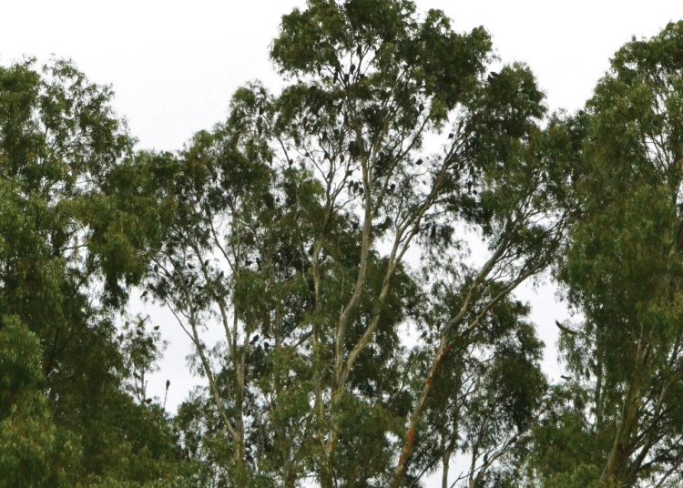 Birds of prey need eucalyptus trees