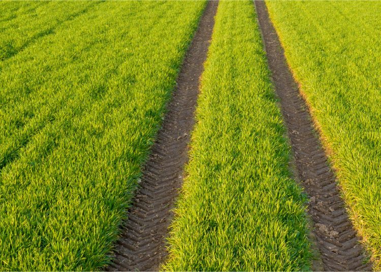 Hoe om grondverdigting te beperk