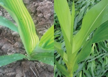 Waarde van swael – pasop om dit gering te skat