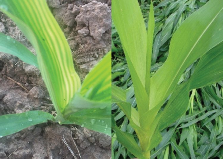 Waarde van swael – pasop om dit gering te skat