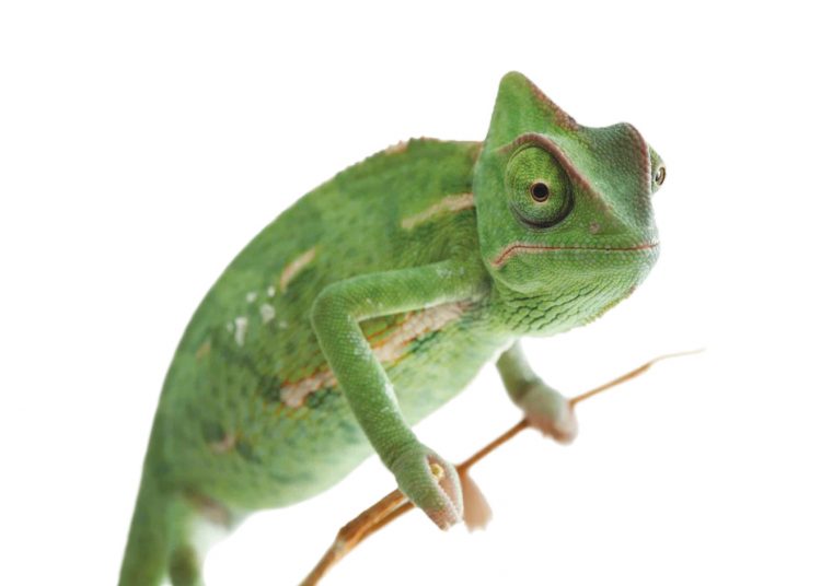 Bewaringsnuus uit ons kontrei