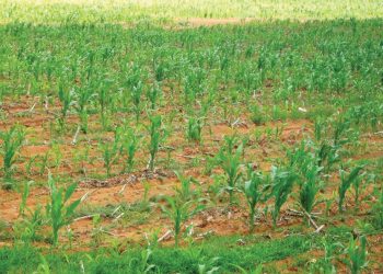 Identifiseer probleme met aalwurms betyds