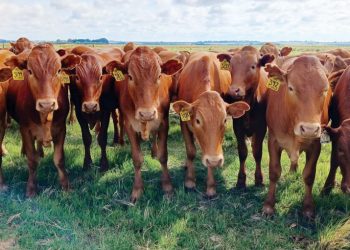 Oorweeg al die speenopsies vir optimale wins