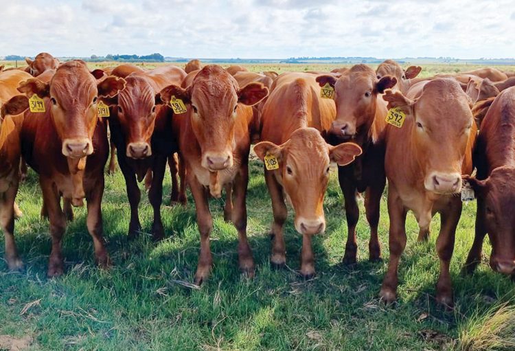 Oorweeg al die speenopsies vir optimale wins