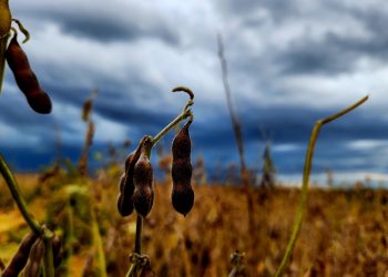 January/February 2025: Agricultural economic report