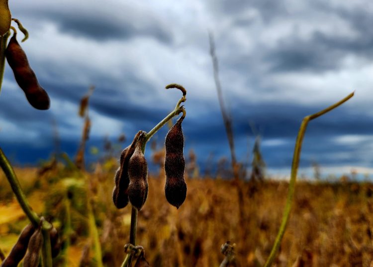 January/February 2025: Agricultural economic report