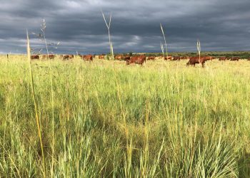Bestuur jou kudde volgens die klimaat