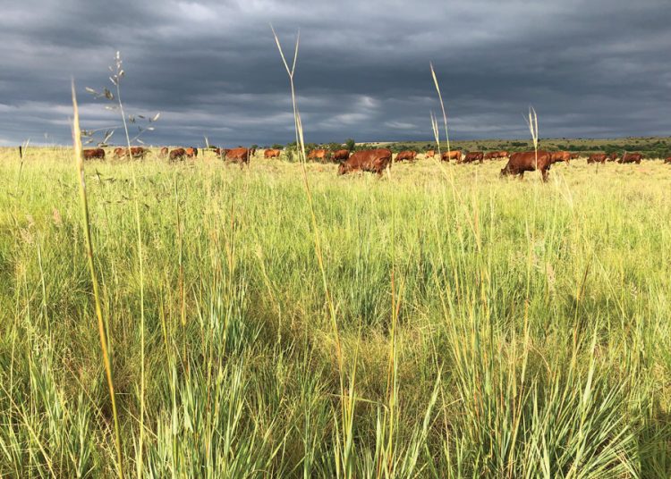 Bestuur jou kudde volgens die klimaat