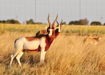 Ken jou regte: Beperk wetlike risiko’s op die jagveld