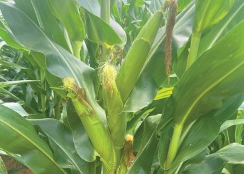 Phosphorus is a game changer for soil