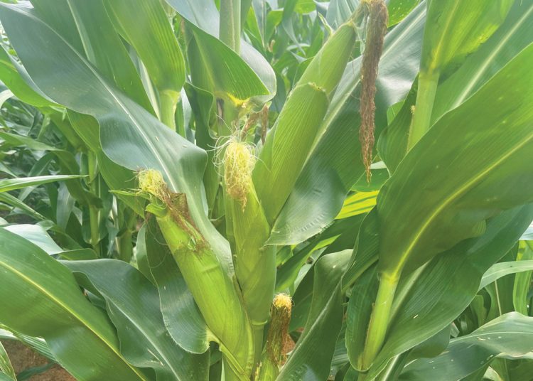 Phosphorus is a game changer for soil