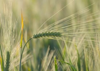 May/June 2025: Agricultural economic report