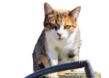 Hawelose katte word op plase hervestig