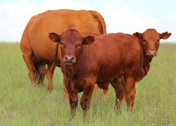 Ureum se invloed op koeivrugbaarheid