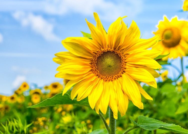 July/August 2025: Agricultural economic report