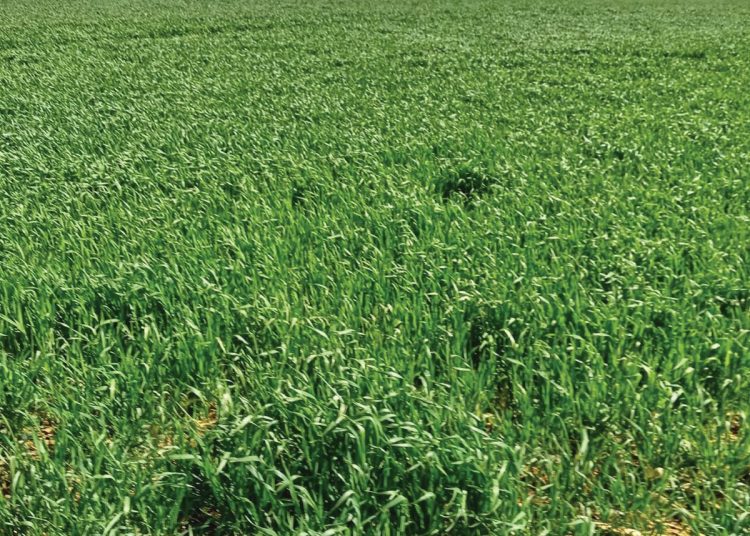 Good reasons to use black oats in crop rotation