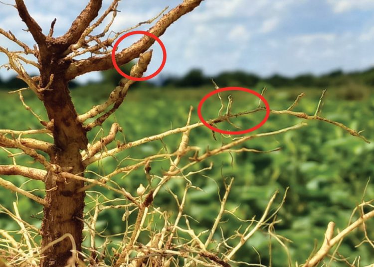 ’n Toekomsblik op aalwurmdoders in Suid-Afrika