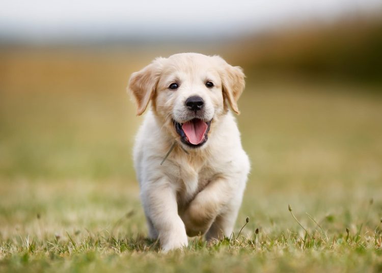 Agterlosigheid kan jou duur te staan kom