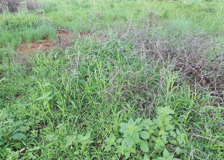 Wees ’n goeie rentmeester van jou plaas