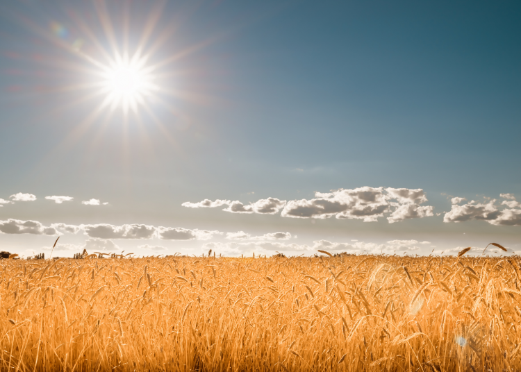 September/October 2025: Agricultural economic report