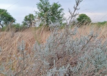 Katbos en bankrotbos: Twee hardnekkige onkruide wat weidings vernietig