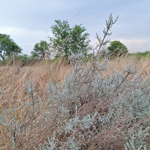Katbos en bankrotbos: Twee hardnekkige onkruide wat weidings vernietig