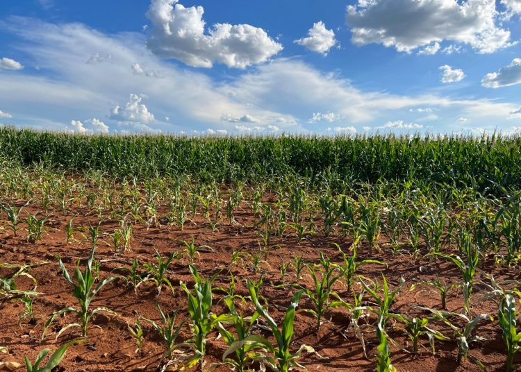 Ruk die grondfondasie reg met bekalking
