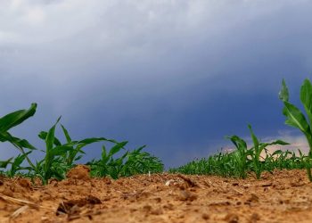 The ultimate post-planting checklist for a successful crop season