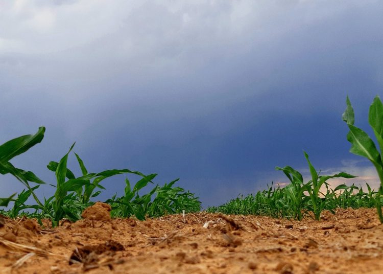 The ultimate post-planting checklist for a successful crop season