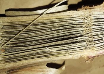 CHARCOAL ROT: A destructive fungus causing root and stalk rot