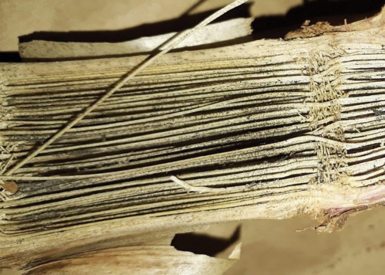 CHARCOAL ROT: A destructive fungus causing root and stalk rot