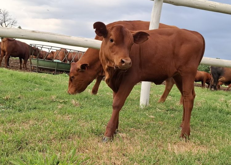 Goeie voeding kan help in die stryd teen bek-en-klouseer