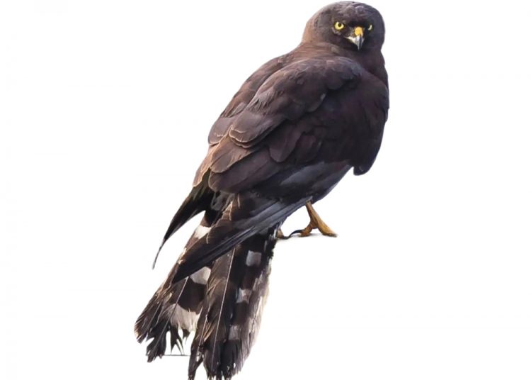 Bewaringsnuus uit ons kontrei