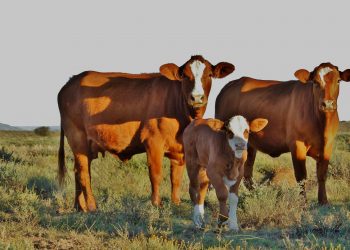 Beperk verspreiding van BEK met ‘n deeglike biosekuriteitsplan