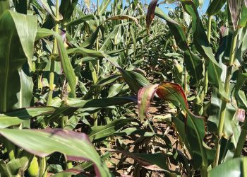 IDENTIFISEER die oorsaak van pers verkleuring