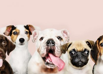 Getroue troeteldiere, vertroude harte