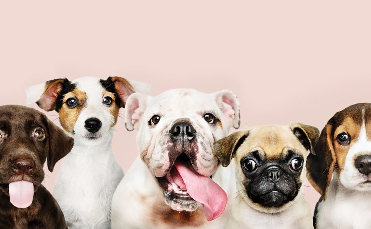 Getroue troeteldiere, vertroude harte