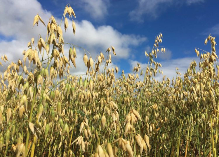 Hawer maak voervloeiprobleme iets van die verlede