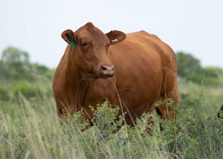 Bek-en-klouseer skep ’n regsrisiko