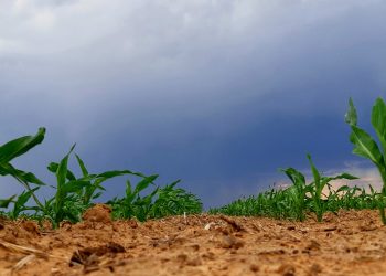 January/February 2026: Agricultural economic report