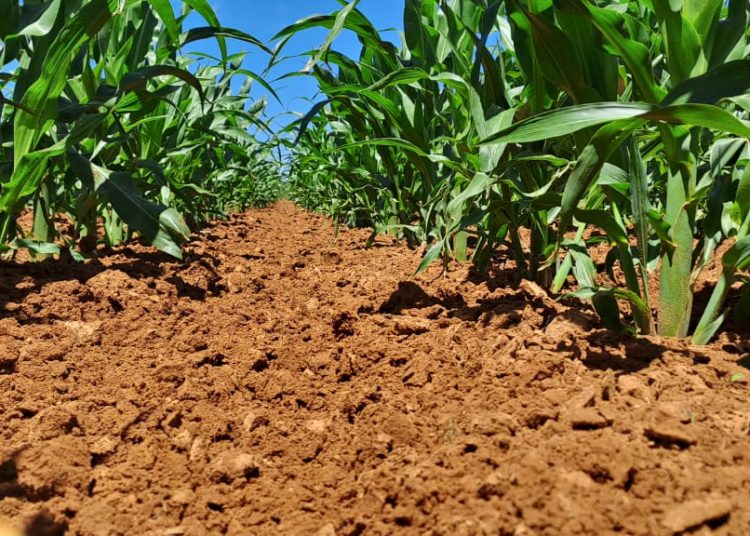 March/April 2026: Agricultural economic report