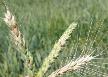 Die sluipende gevaar van Fusarium-aarskroei