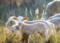 Intensiewe lamstelsels lok al meer belangstelling